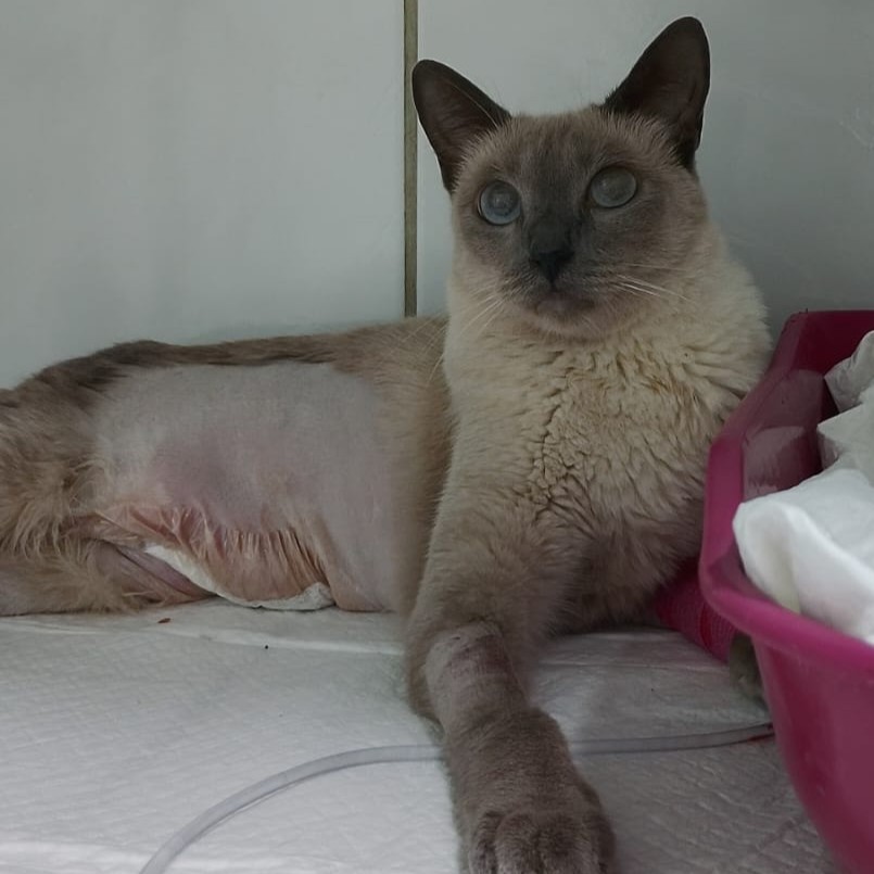 Sasá se recuperando